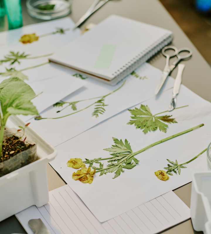 Herbier