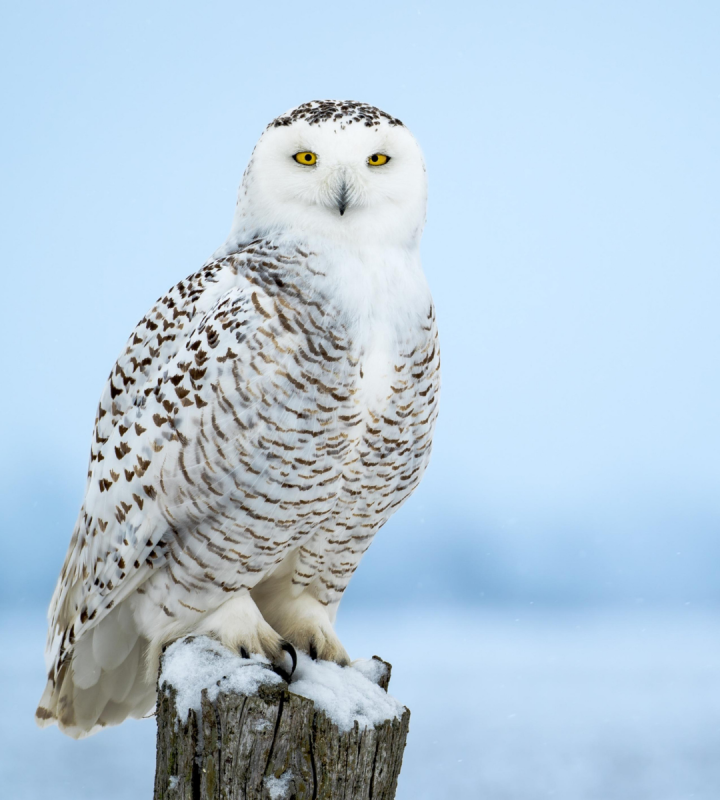 Les oiseaux du Québec