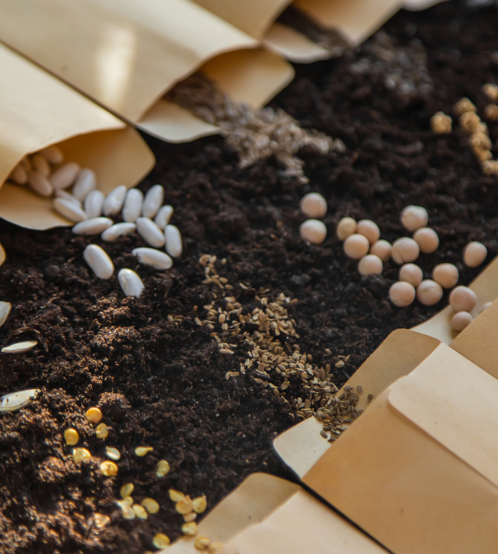 Semences artisanales