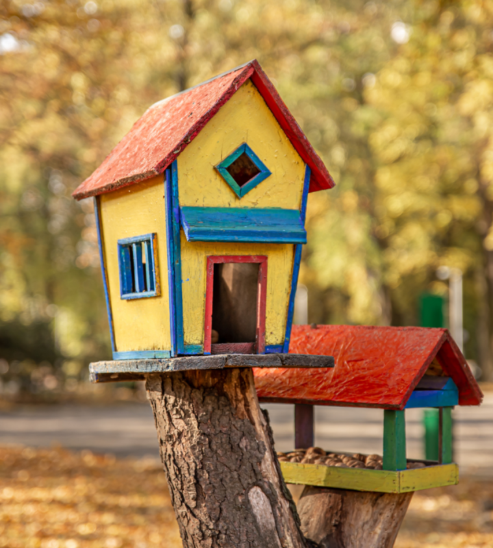 Faites la cour aux oiseaux