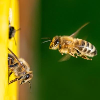Abeilles