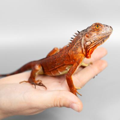 Reptiles avec Magazoo
