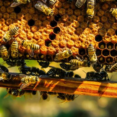 Abeilles