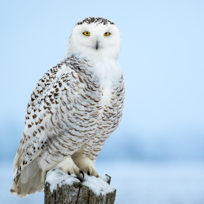 Les oiseaux du Québec