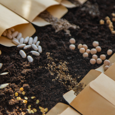 Semences artisanales