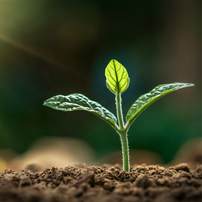 La permaculture